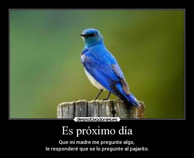 Es próximo día - Que mi madre me pregunte algo,
le responderé que se lo pregunte al pajarito.
