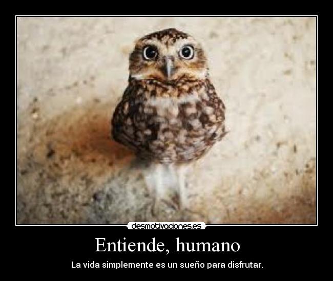 Entiende, humano -