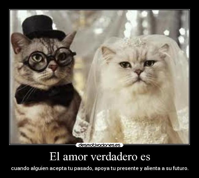 carteles amor daniel cristian mateo paulo kamilo fernanda desmotivaciones