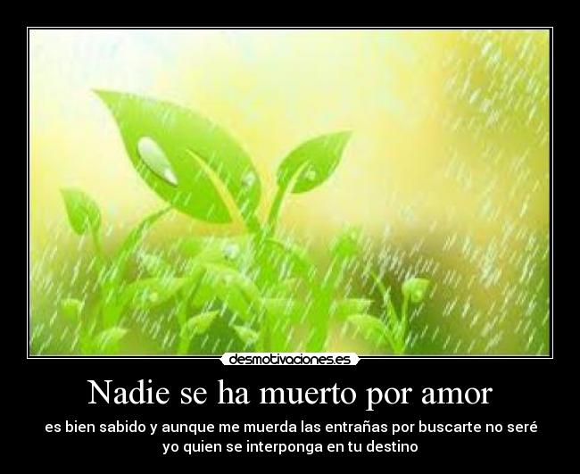 Nadie se ha muerto por amor - es bien sabido y aunque me muerda las entrañas por buscarte no seré
yo quien se interponga en tu destino