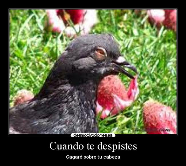 Cuando te despistes - Cagaré sobre tu cabeza