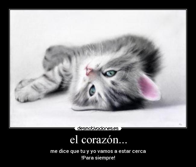 carteles corazon corazon dice amor gatos titos gatossiempre desmotivaciones