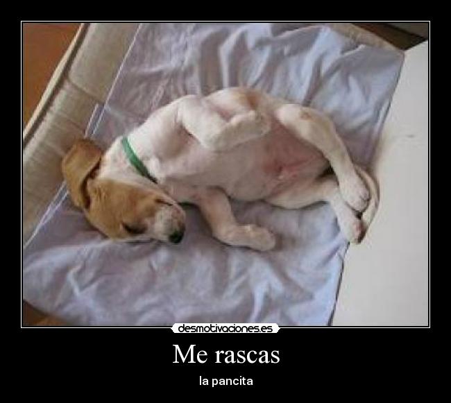 Me rascas - la pancita