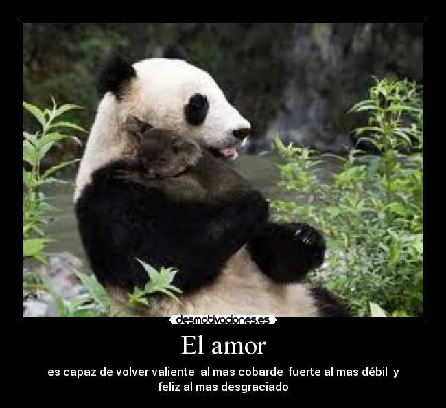 El amor - 