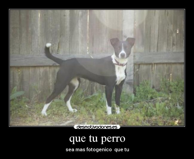que tu perro -