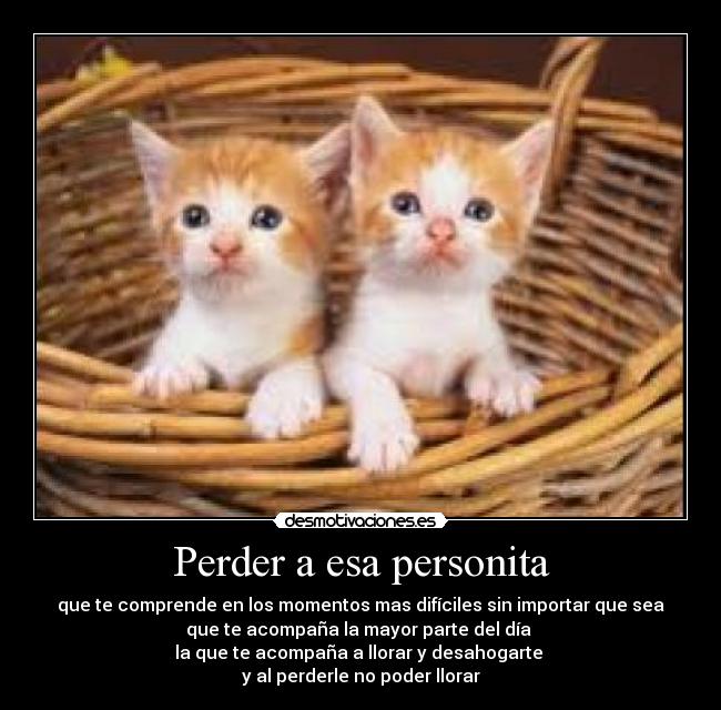 carteles amigo que envenenaron gatito sin pensar dano que harian dueno desmotivaciones