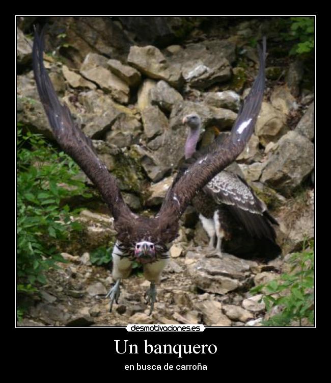 Un banquero - en busca de carroña