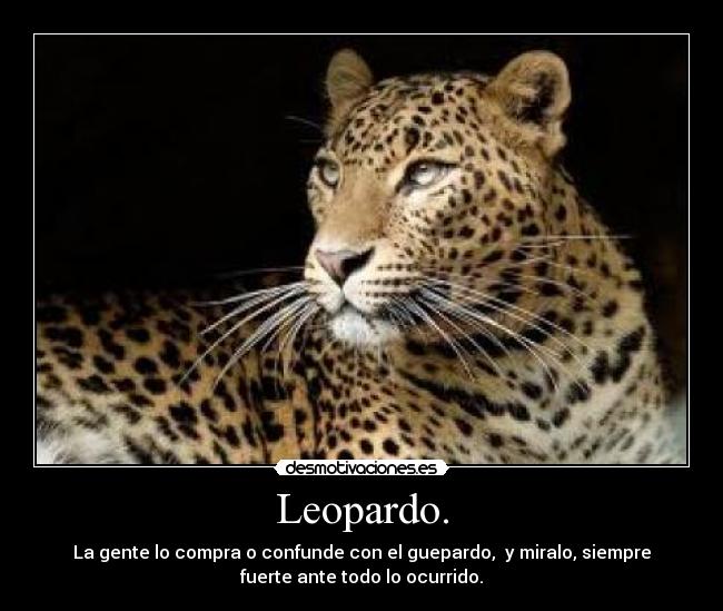 Leopardo. -
