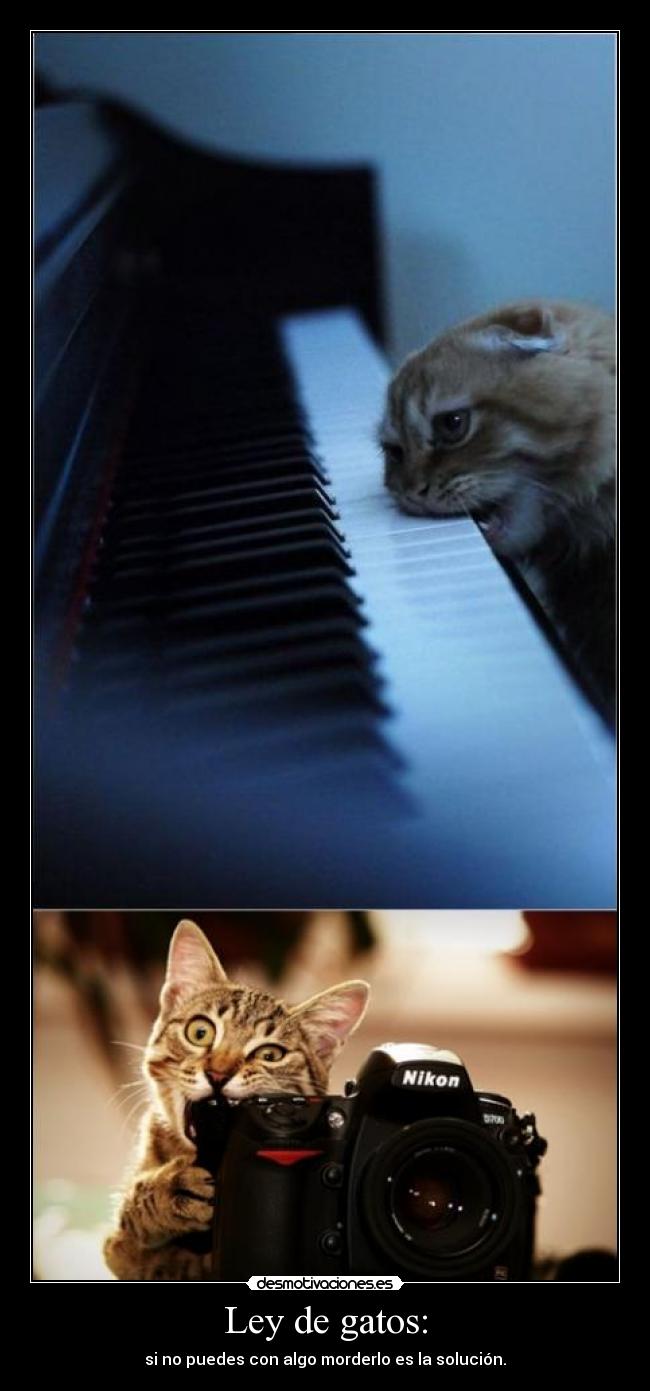 Ley de gatos: - 