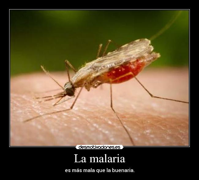 La malaria - es más mala que la buenaria.