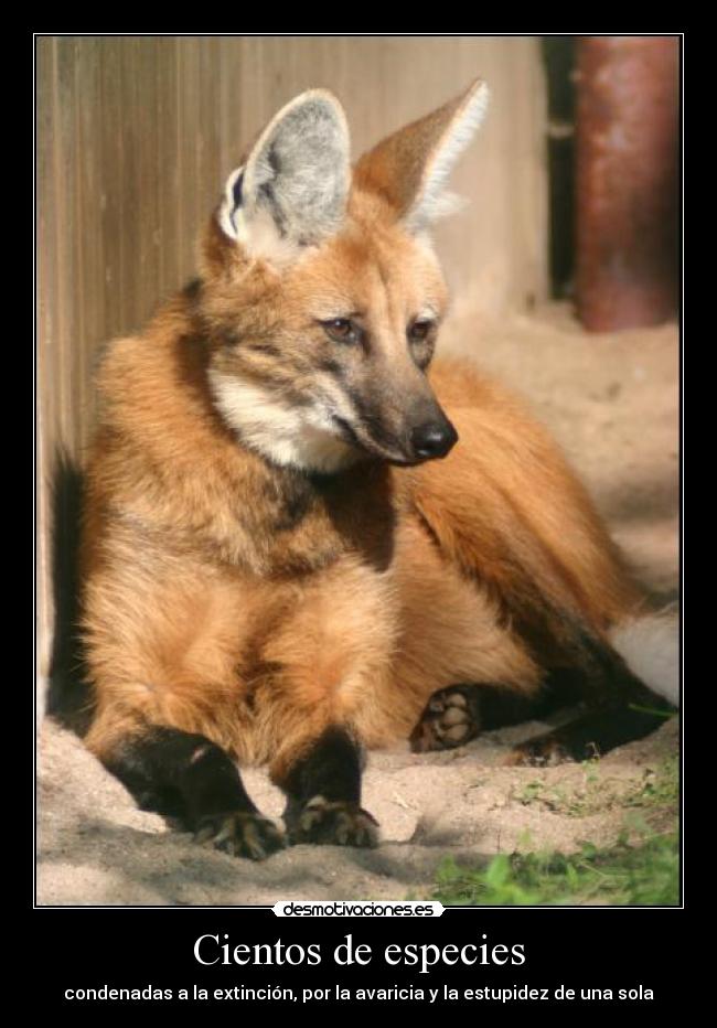 Cientos de especies - 