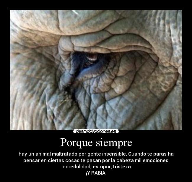 Porque siempre - hay un animal maltratado por gente insensible. Cuando te paras ha
pensar en ciertas cosas te pasan por la cabeza mil emociones:
incredulidad, estupor, tristeza
¡Y RABIA!