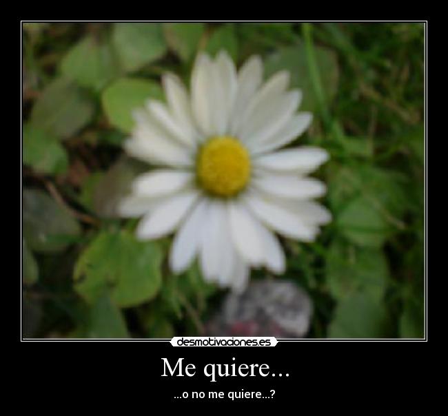 Me quiere... - ...o no me quiere...?