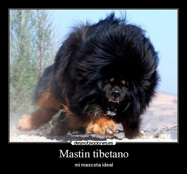 Mastin tibetano - 