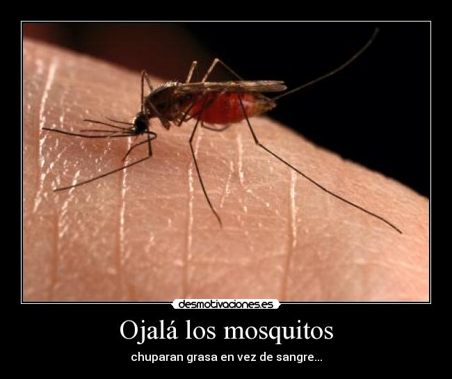 Ojalá los mosquitos - 