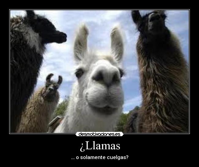 ¿Llamas -