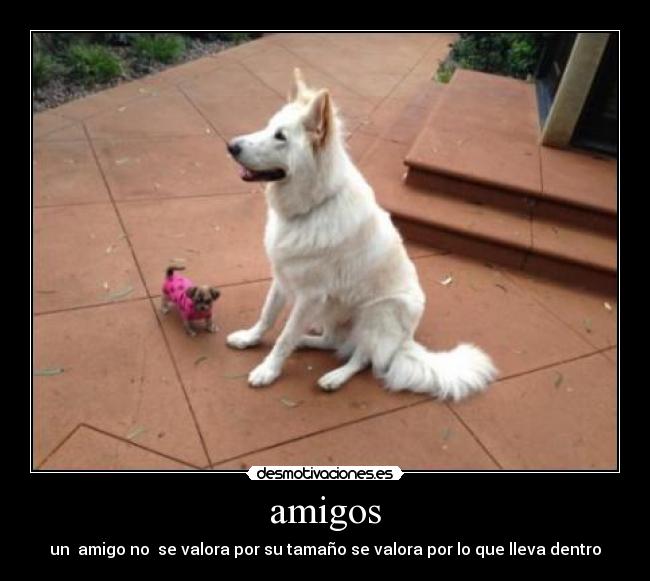 amigos - 