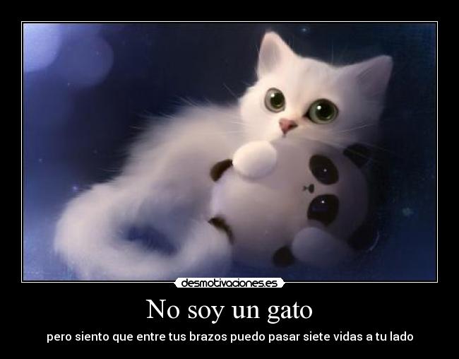 No soy un gato -