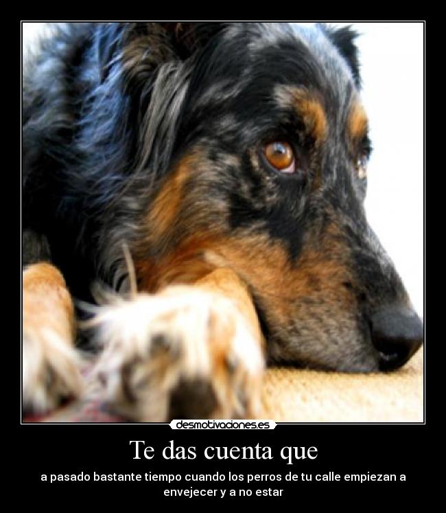 Te das cuenta que - a pasado bastante tiempo cuando los perros de tu calle empiezan a
envejecer y a no estar
