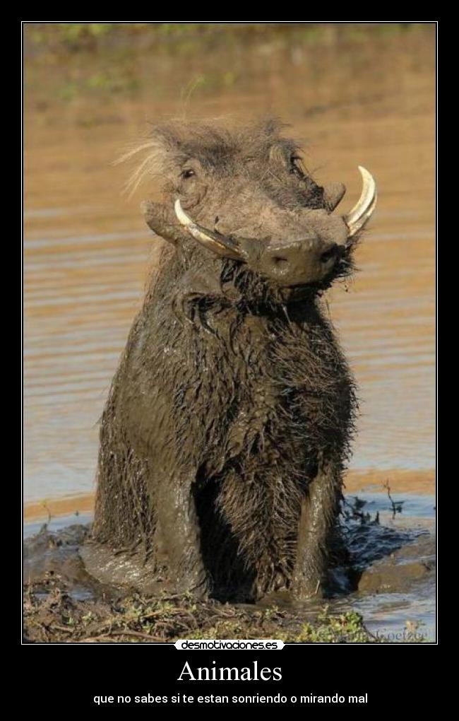 carteles animales animales desmotivaciones
