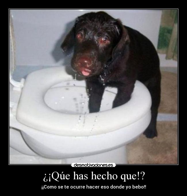 ¿¡Qúe has hecho que!? - 