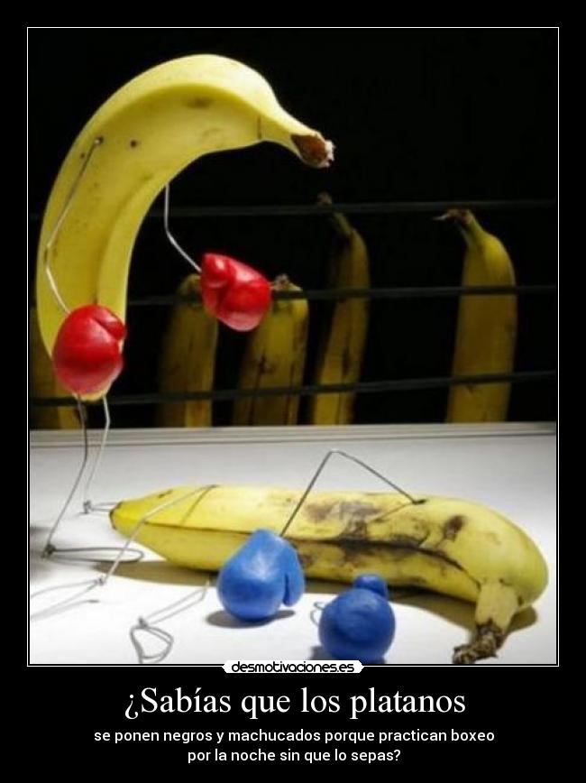 ¿Sabías que los platanos -