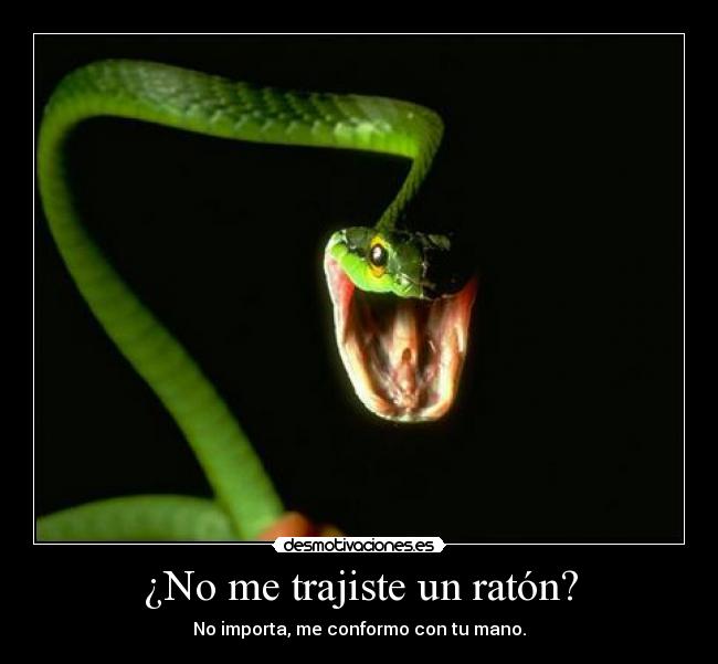 ¿No me trajiste un ratón? - 