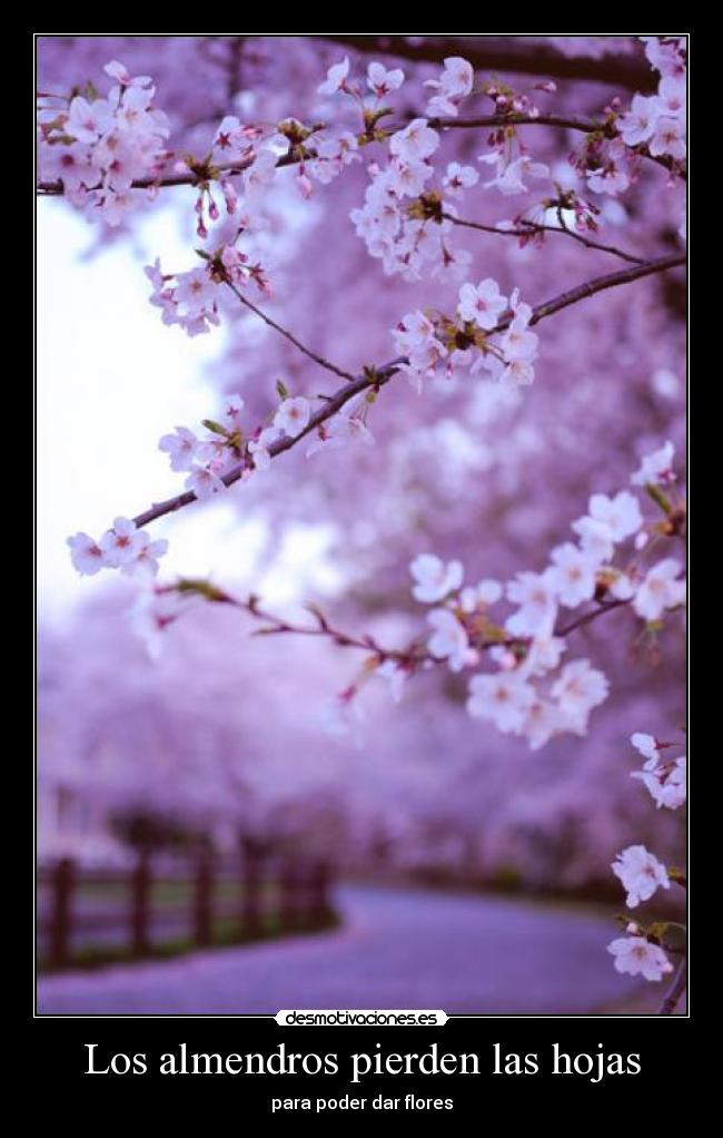 Los almendros pierden las hojas - para poder dar flores