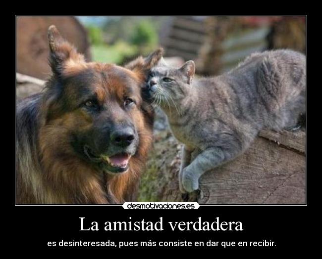 La amistad verdadera - es desinteresada, pues más consiste en dar que en recibir.
