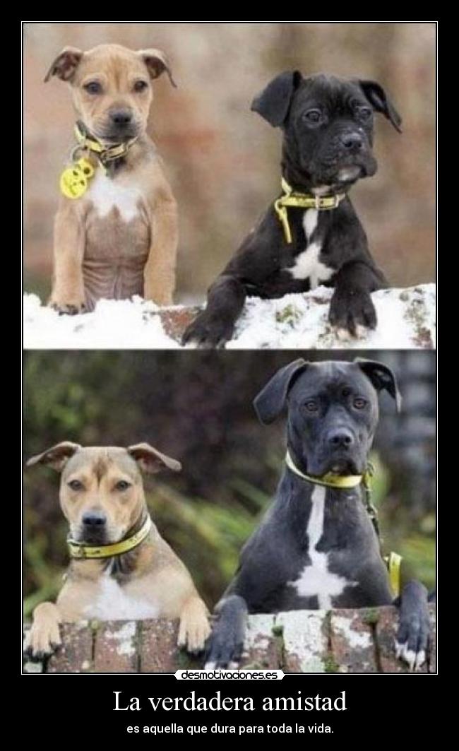 La verdadera amistad -