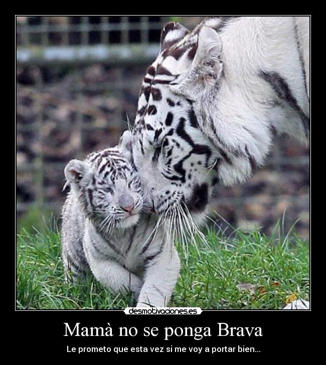 Mamà no se ponga Brava - Le prometo que esta vez si me voy a portar bien...