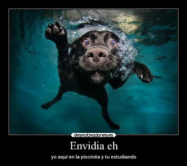 Envidia eh - yo aquí en la piscinita y tu estudiando