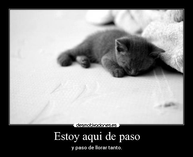 carteles gato desmotivaciones