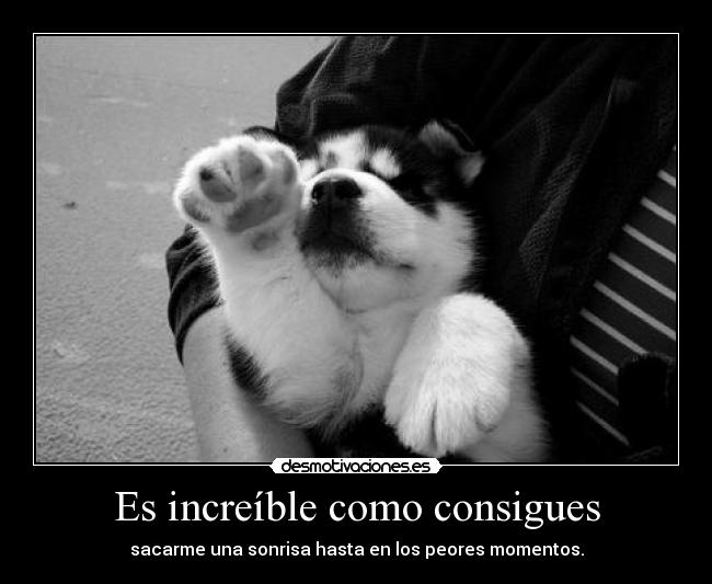 carteles lloro silencio maltrato animal music the hearth desmotivaciones