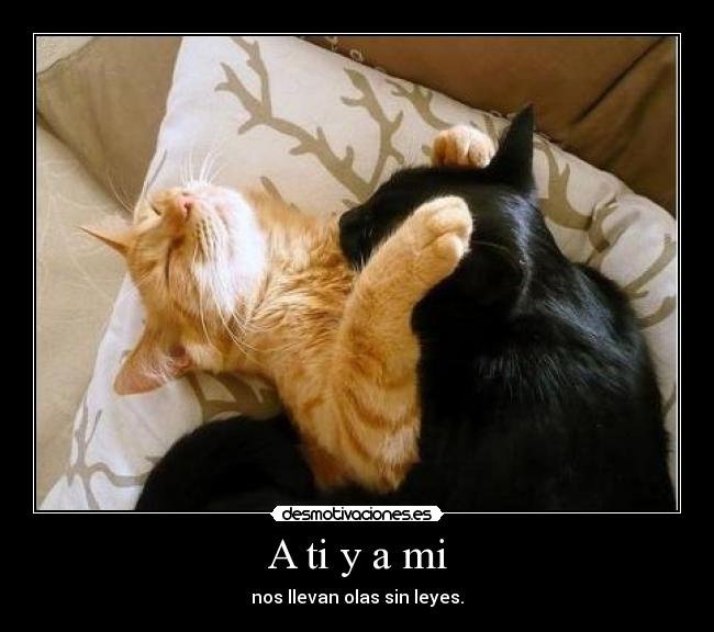 carteles leyes del amor lalala desmotivaciones