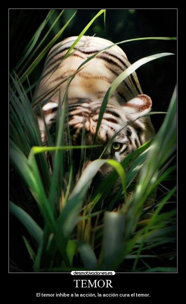 TEMOR - El temor inhibe a la acción, la acción cura el temor.
