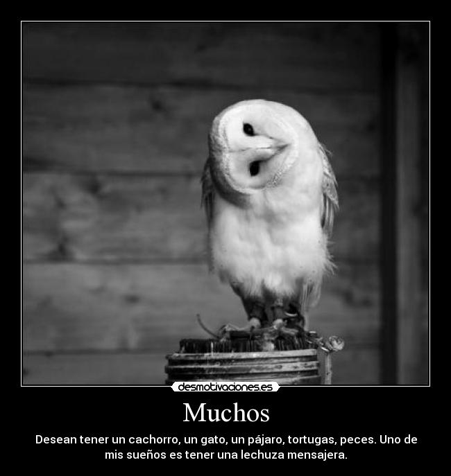 Muchos - Desean tener un cachorro, un gato, un pájaro, tortugas, peces. Uno de
mis sueños es tener una lechuza mensajera.