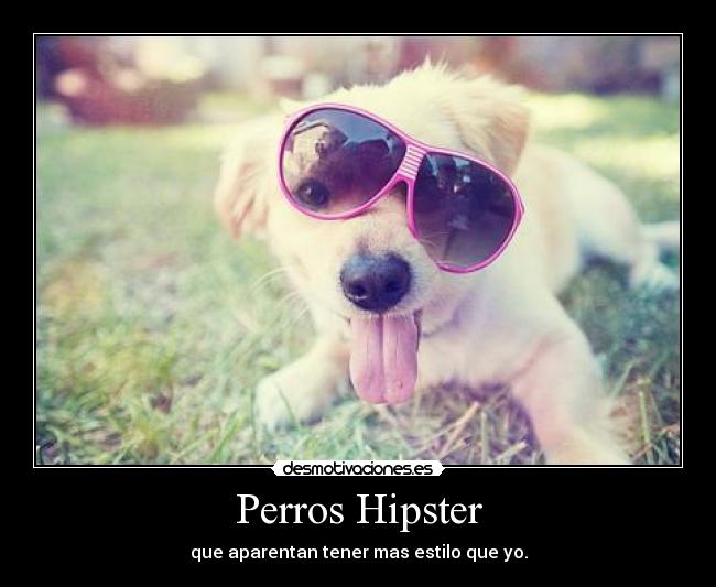 Perros Hipster - que aparentan tener mas estilo que yo.