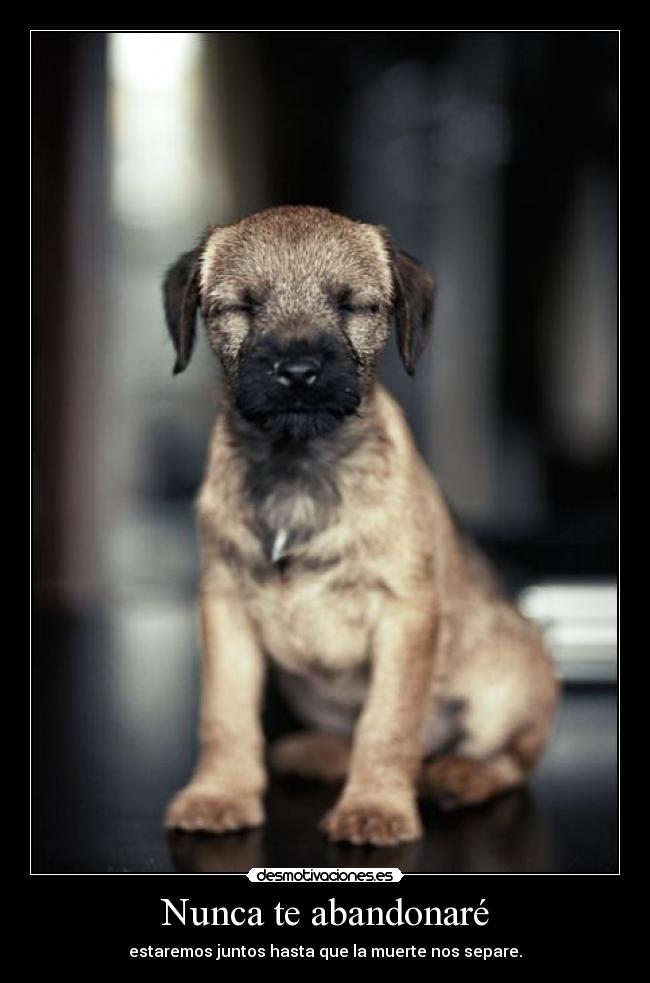 Nunca te abandonaré - 