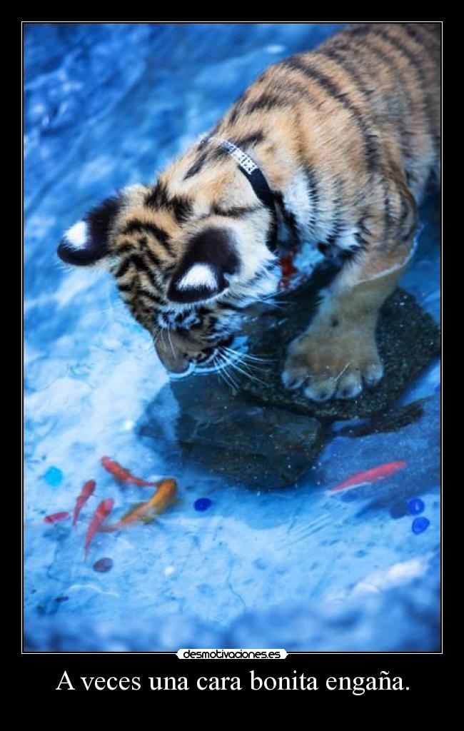A veces una cara bonita engaña. - 