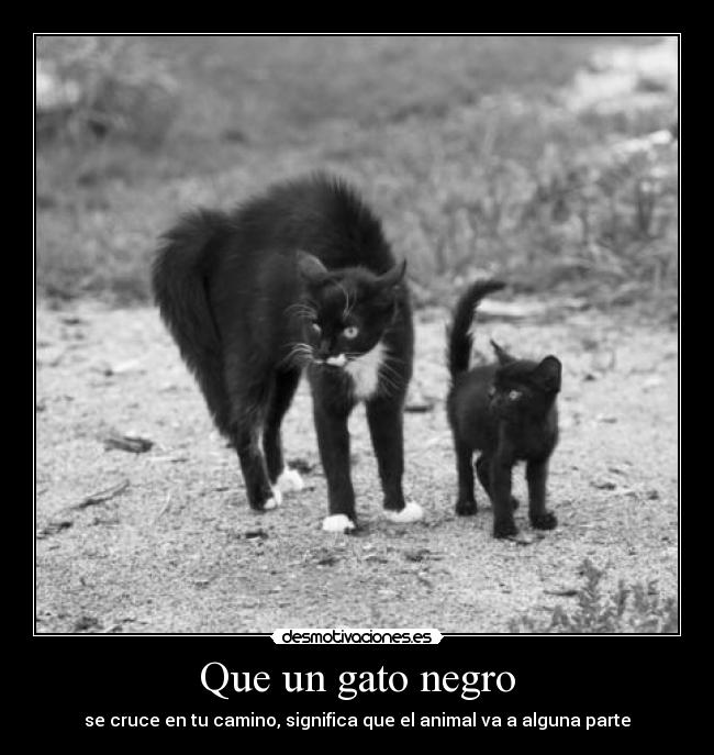 Que un gato negro - se cruce en tu camino, significa que el animal va a alguna parte