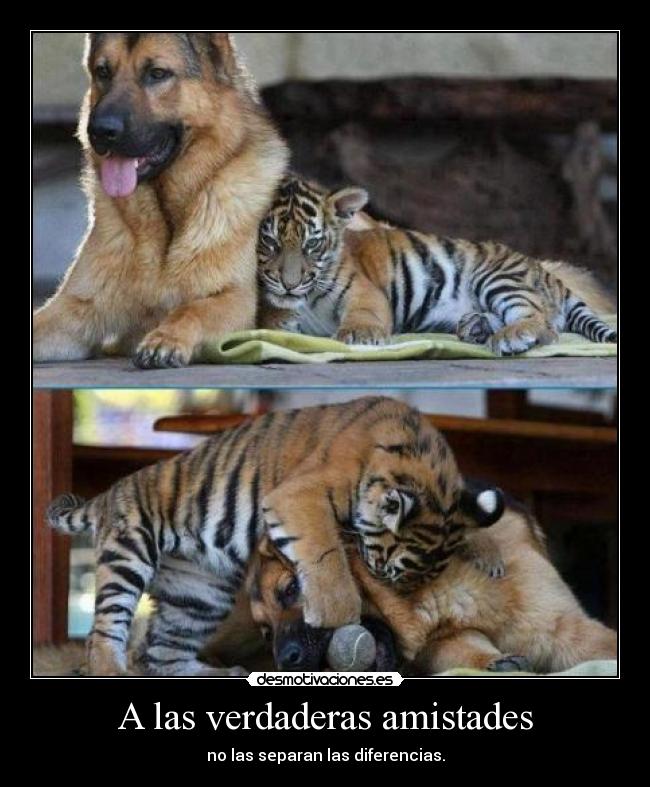 carteles lloro silencio maltrato animal desmotivaciones