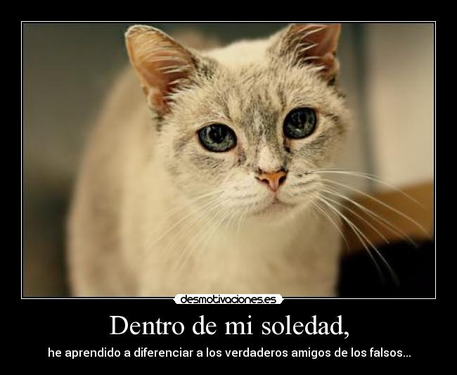 carteles soledad lloro silencio maltrato animal desmotivaciones