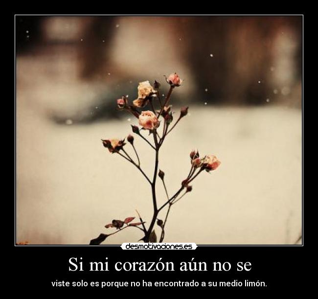 Si mi corazón aún no se -