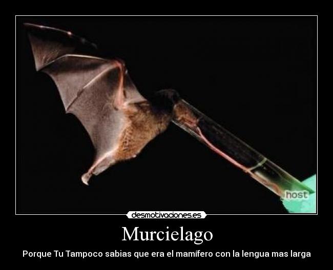 carteles murcielago lengua grande desmotivaciones