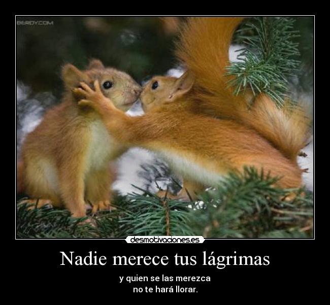 carteles ardillas lagrimas desmotivaciones