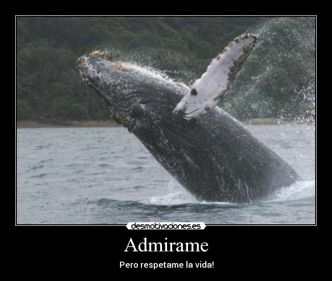 Admirame -