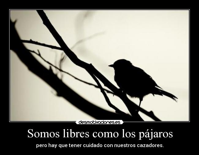 Somos libres como los pájaros - 