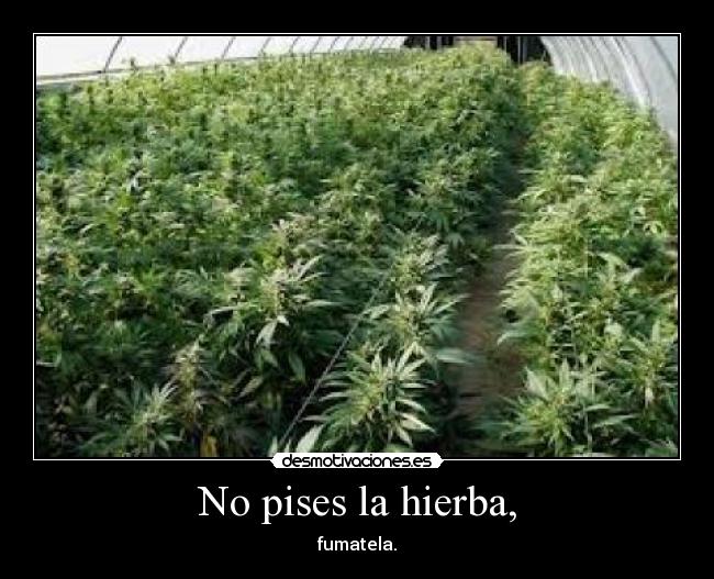 No pises la hierba, - 