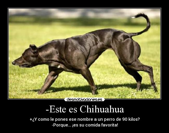 -Este es Chihuahua - +¿Y como le pones ese nombre a un perro de 90 kilos?
-Porque... ¡es su comida favorita!